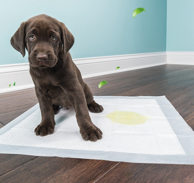 Absorbent Pet pad